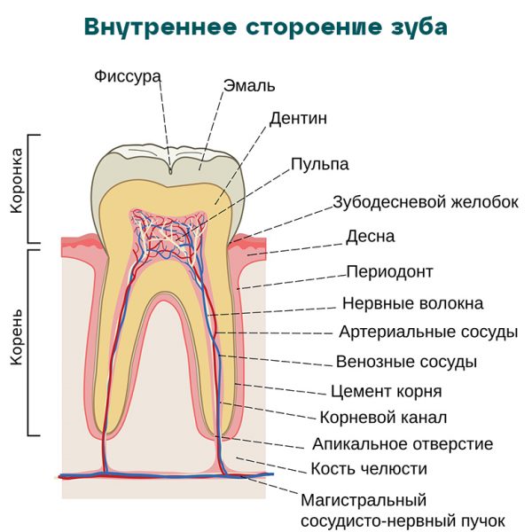Внутреннее строение зуба