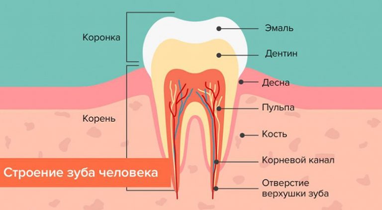 Строение зуба